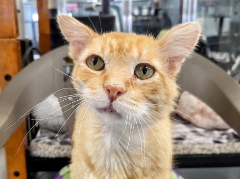 Spalding the orange tabby cat